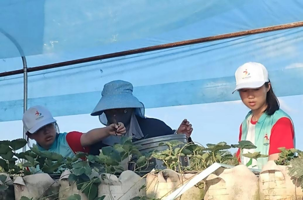 吉首大學文旅志愿服務支隊：深入道童村，共繪農(nóng)業(yè)生態(tài)新畫卷
