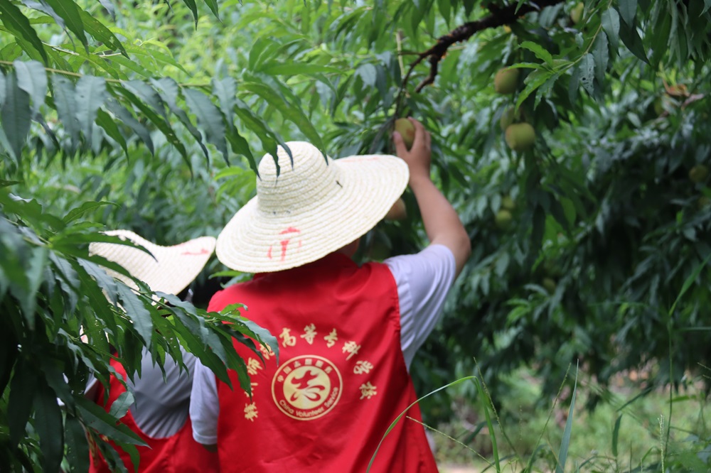 青春助農(nóng)，“桃”樂融融——贛州師范高等?？茖W(xué)校中文系社會實踐隊下鄉(xiāng)采摘鷹嘴桃，助力和務(wù)振興